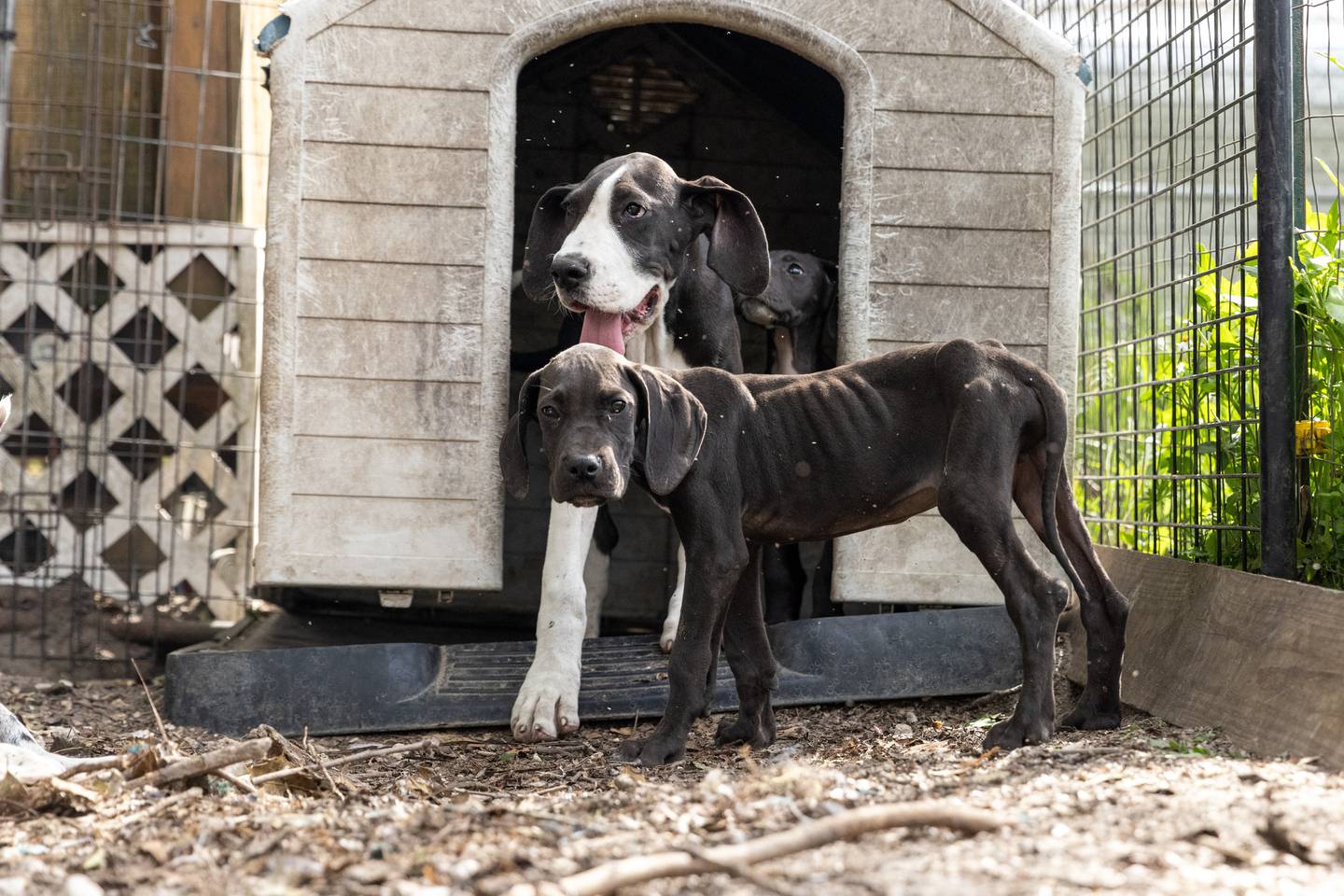 Union County Sheriff’s Office and ASPCA, partnering to remove mistreated dogs – primarily Great Danes – after they were observed living in extremely unsanitary conditions.