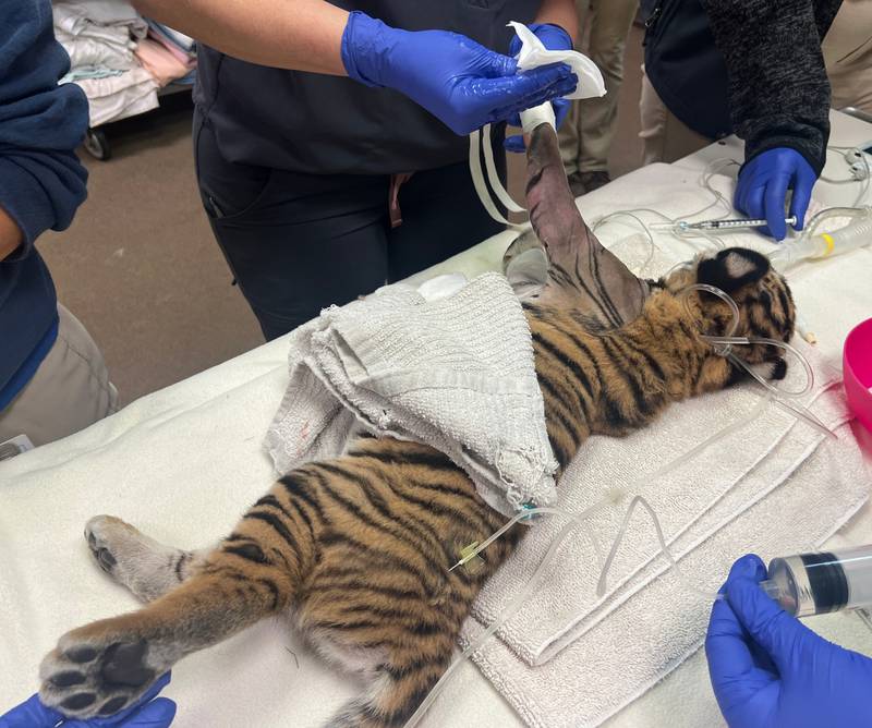 Jacksonville Zoo and Gardens gave an update on one of the new cubs healing from a broken leg.