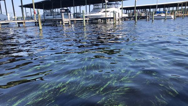 FL Department of Health issues alert for algae toxins in Doctors Lake ahead of holiday weekend