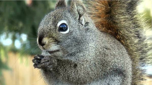 Squirrel goes nuts at church service in Alabama