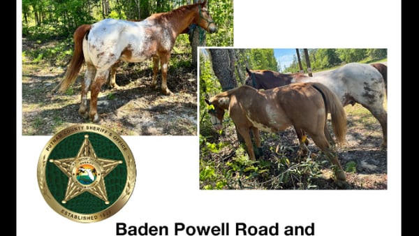 Owner located after 2 horses found roaming in Putnam County