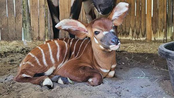 Critically endangered eastern bongo calf born at Jacksonville Zoo