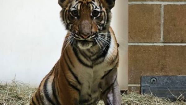 Jacksonville Zoo and Gardens said Mina the tiger cub healing from bone infection