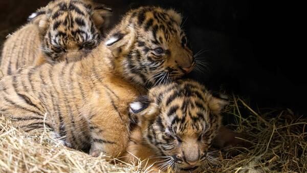 ‘Every birth is precious:’ Jacksonville Zoo and Gardens officially debuts 3 new tiger cubs