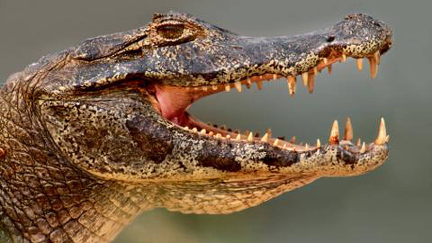 Florida’s gator hunt lottery draws record applicants