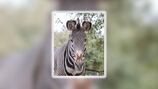 Mosi, cherished Grey’s zebra stallion, passes away at Jacksonville Zoo and Gardens at age 24
