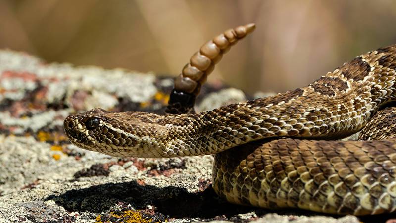 Close up image of a rattlesnake