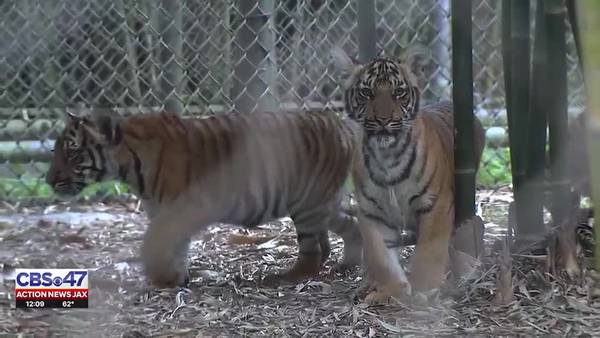 ‘Every birth is precious:’ Jacksonville Zoo and Gardens officially debuts 3 new tiger cubs