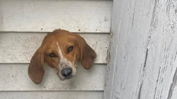 Sniffing out trouble: Police, firefighters rescue dog stuck in dryer vent