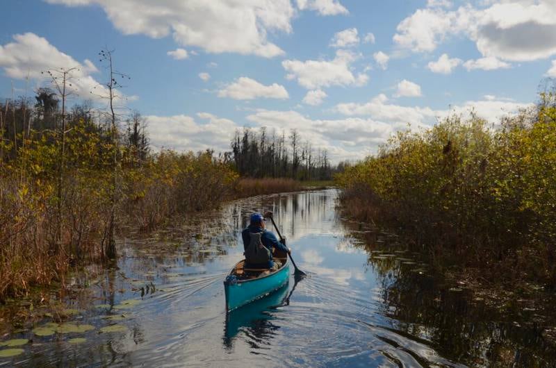 Okefenokee Swamp on American Rivers' 2023 Most Endangered Rivers list
