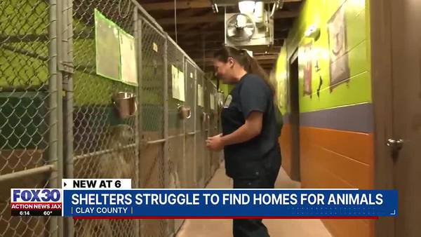‘We’re desperate,’ overcrowded Clay County animal shelter points to growing national problem