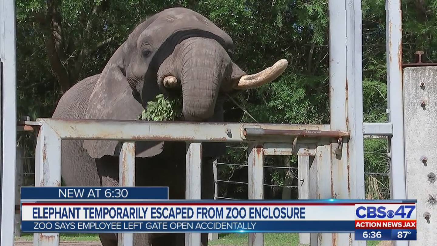 Michael Jackson's former elephant escapes enclosure at Jacksonville Zoo and  Gardens – Action News Jax