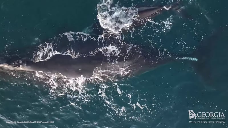 The count for right whale calves is up to 19 total according to the Georgia Department of Natural Resources.