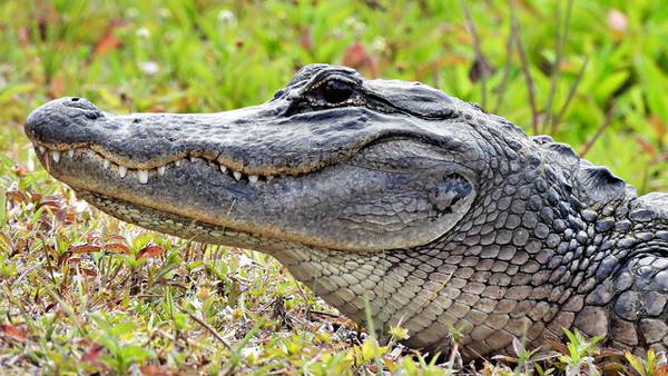 Officials issue warning after alligator spotted at Ronnie Van Zant Park in Clay County