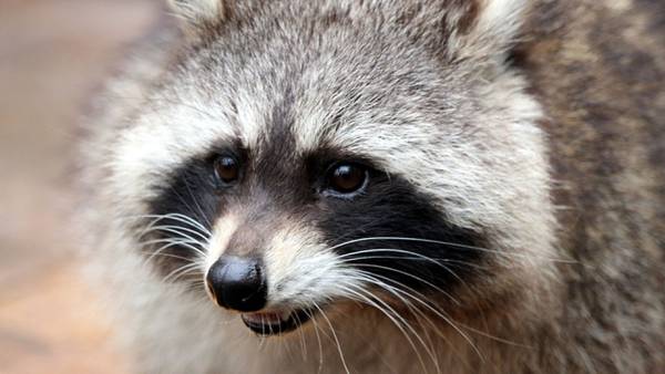 Rabies alert: Sick raccoon spotted in Brunswick after encounter with family dog