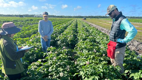 Potato breeding program launches out of UF/IFAS Hastings Agricultural Extension Center