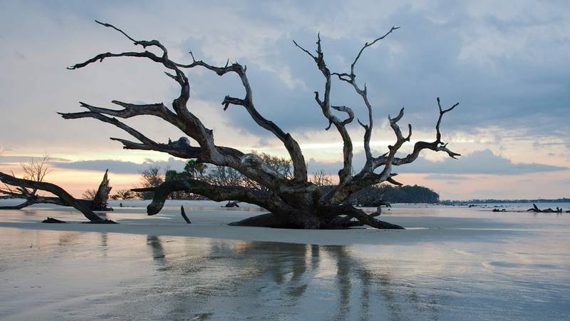 Driftwood Beach, Jekyll Island, GA - No. 6 in the U.S.