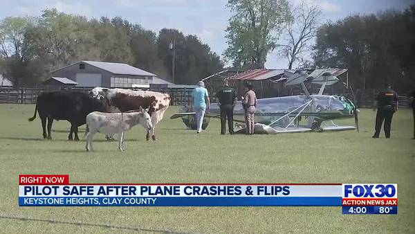 Pilot survives ‘udderly fortuitous’ plane crash after avoiding cows upon landing