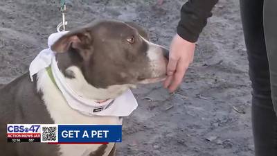Jacksonville Humane Society celebrates Love Every Pet Week featuring a very special dog