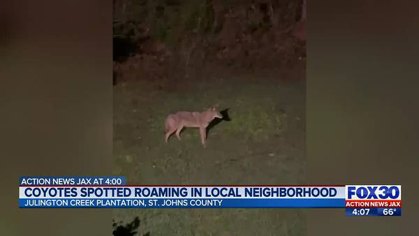 Coyotes spotted roaming in local neighborhood