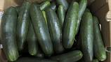 Untreated water tied to salmonella outbreak in cucumbers that sickened 450 people in US