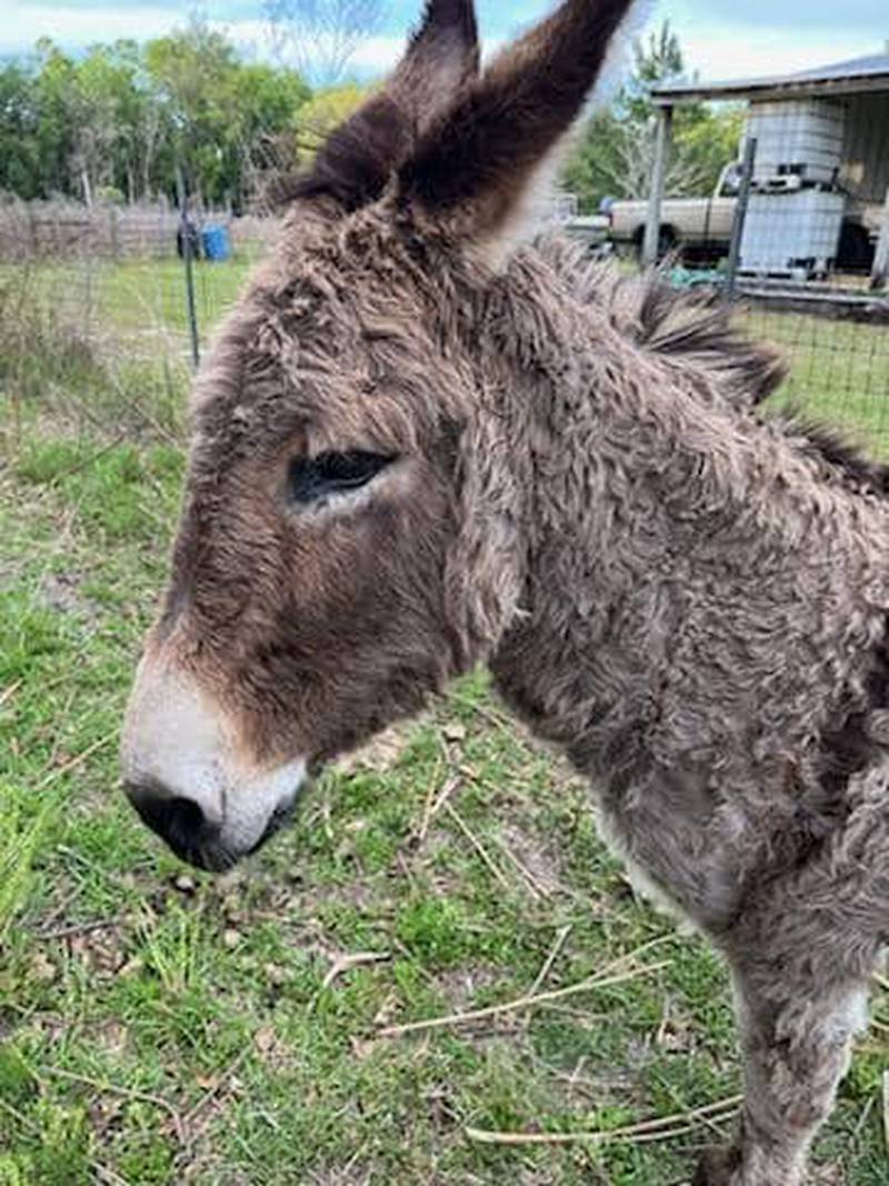 The Columbia County Sheriff's Office is on the lookout for the owner of a donkey found near Moore Road.