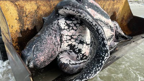 Photos: Leatherback sea turtle washed ashore at Kathryn Abbey Hanna Park