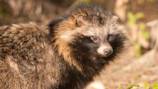 Raccoon Dogs: What You Need to Know