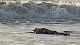 Gator sighting in Fernandina Beach