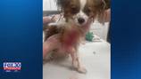 Local man injured, his puppy loses front leg after reported dog attack in Ponte Vedra