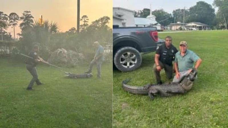 Glynn County police officer helps gator trapper