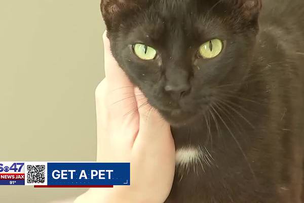 Get a Pet: Meet Taylor