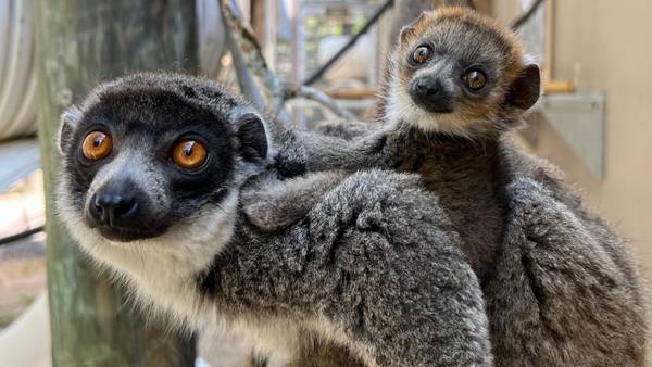 First-ever mongoose lemur born at Jacksonville Zoo: A ray of hope for endangered species