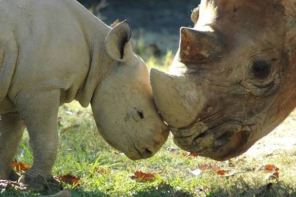 Beloved black rhino dies after 17 years at Baton Rouge Zoo