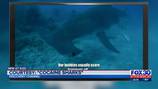 Cocaine sharks: Marine biologists believe sharks are eating cocaine dumped off Florida’s coast
