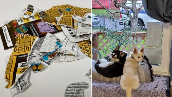 Family dogs blamed for eating winning Oregon lottery ticket