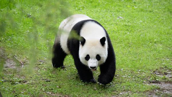 Why China is taking pandas back from the U.S.