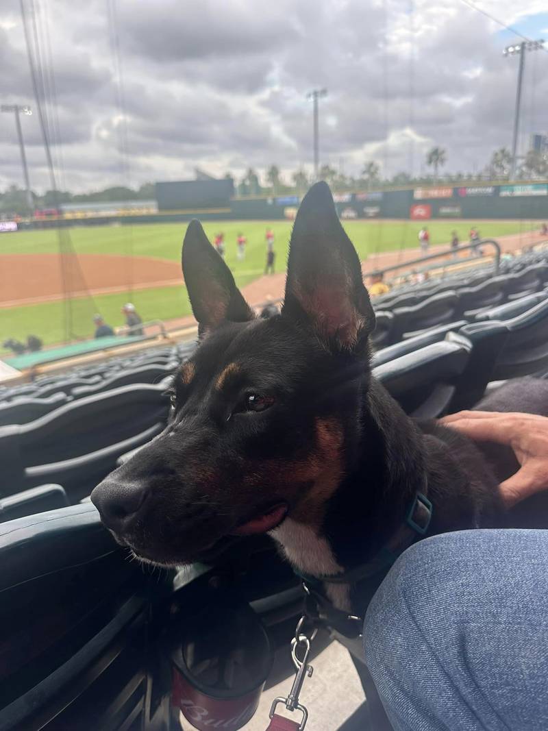 If you're looking for a baseball-watching buddy come to 2020 Forest Street to adopt a best friend.