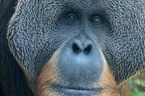 Teak, Louisville Zoo’s beloved orangutan, dies at age of 36