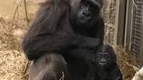 Gorilla at Jacksonville Zoo and Gardens passes away due to infection