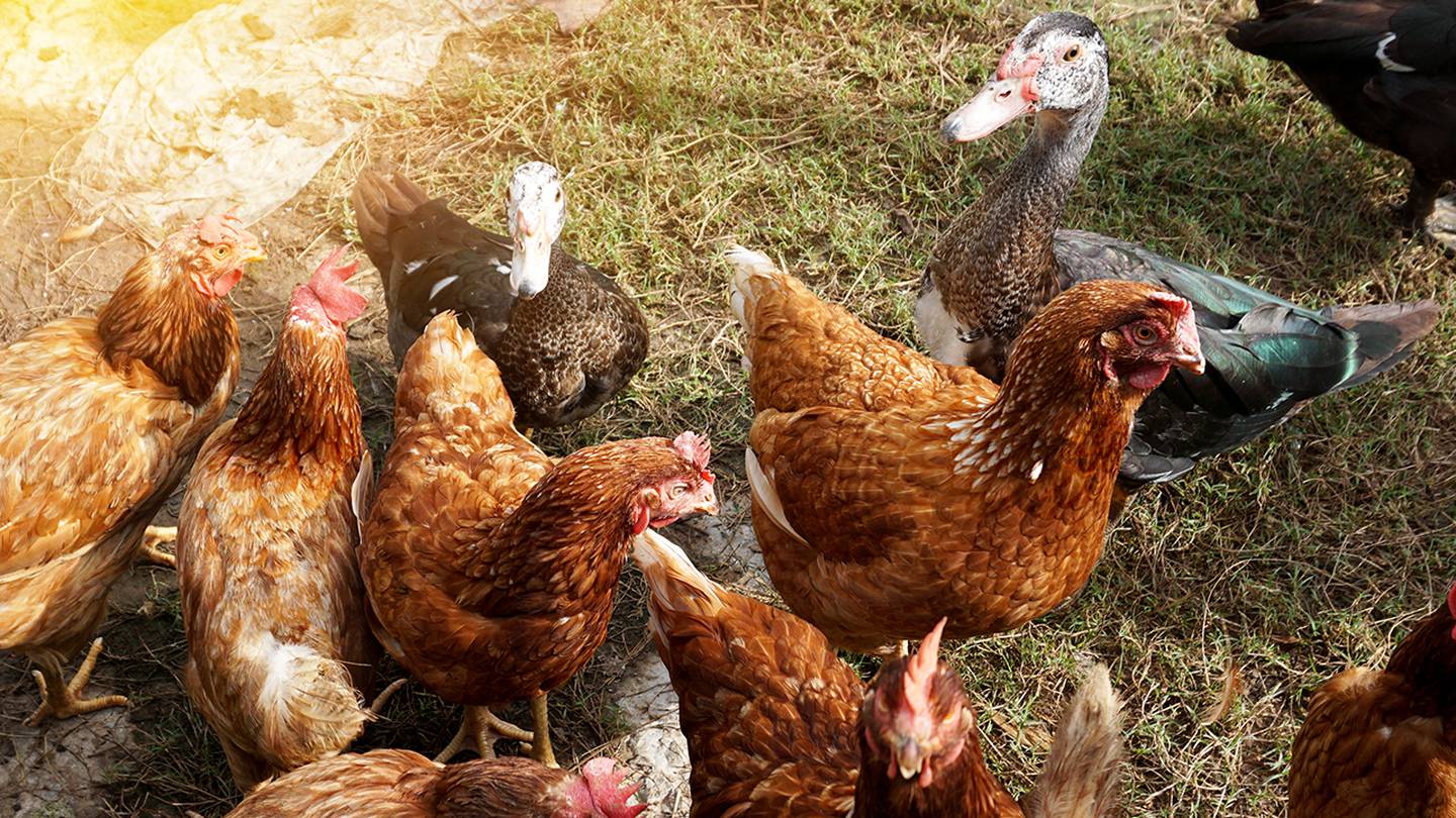 Backyard Chickens Ducks Linked To Salmonella Outbreaks In 44 States Cdc Says Action News Jax 