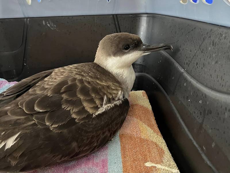 The Arc Wildlife Rescue and Rehabilitation organization is trying to rescue two of the hundreds of shearwater birds that washed up onto local beaches Thursday.