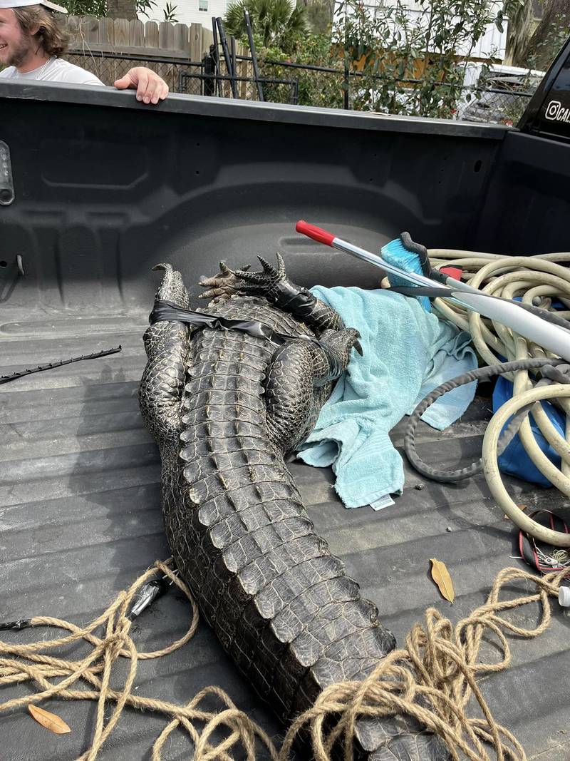 The gator was removed and safely relocated.