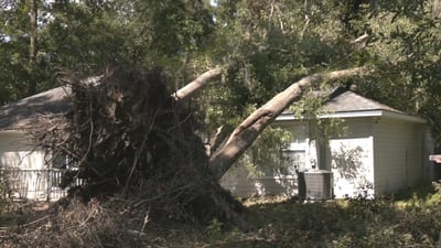 Georgia family cleaning up after tornado topples over a dozen trees in yard