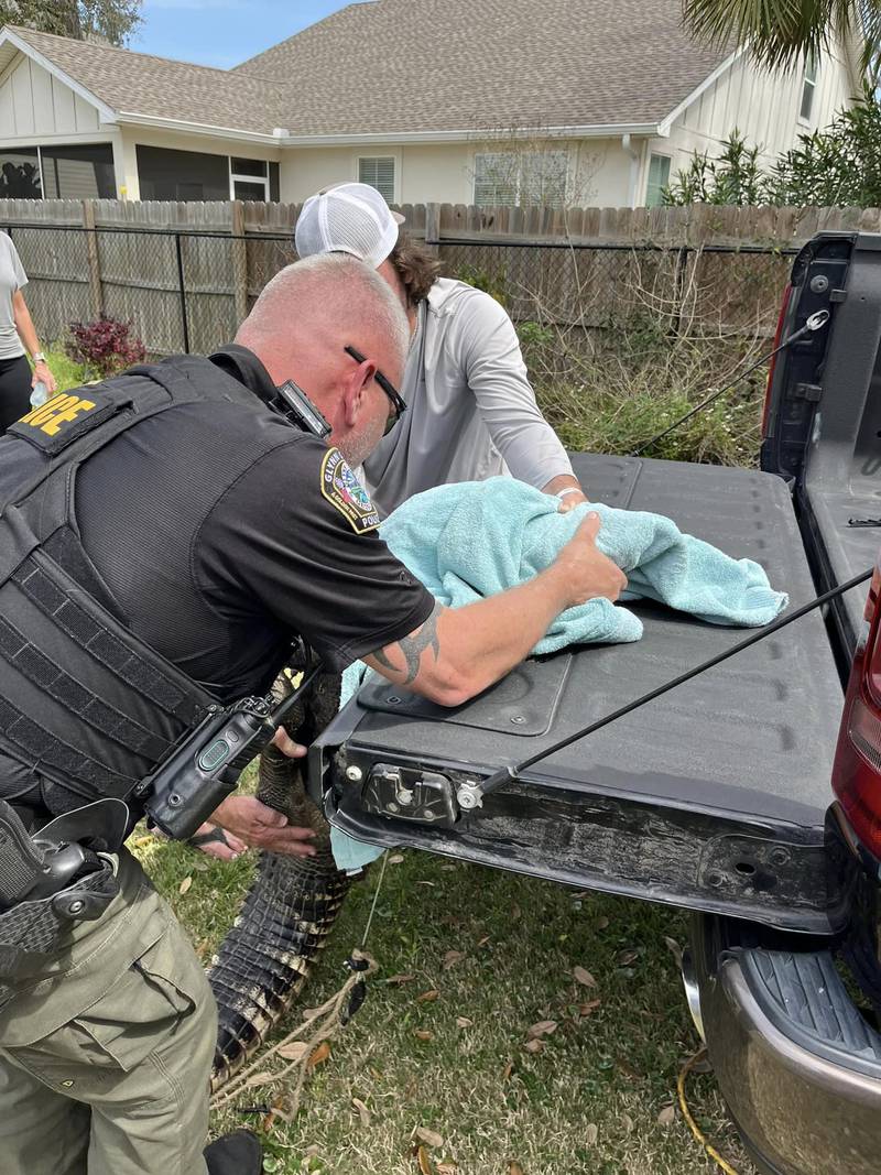 Officer Kevin jones helped remove a gator from the back of a home.