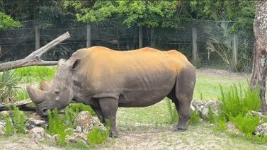 Archie the southern white rhino at Jacksonville Zoo to undergo important procedure