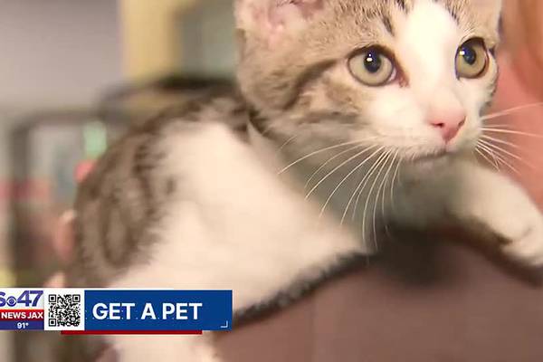 Get a Pet: Meet Skeeter