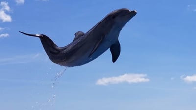 Marineland dolphin Tocoi turns 16