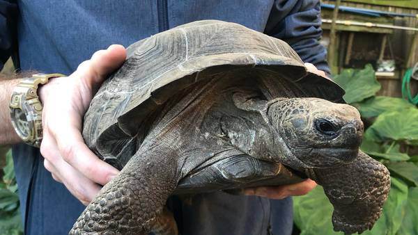St. Augustine Alligator farm rare tortoises thief arrested in St. Petersburg: One dead, one alive