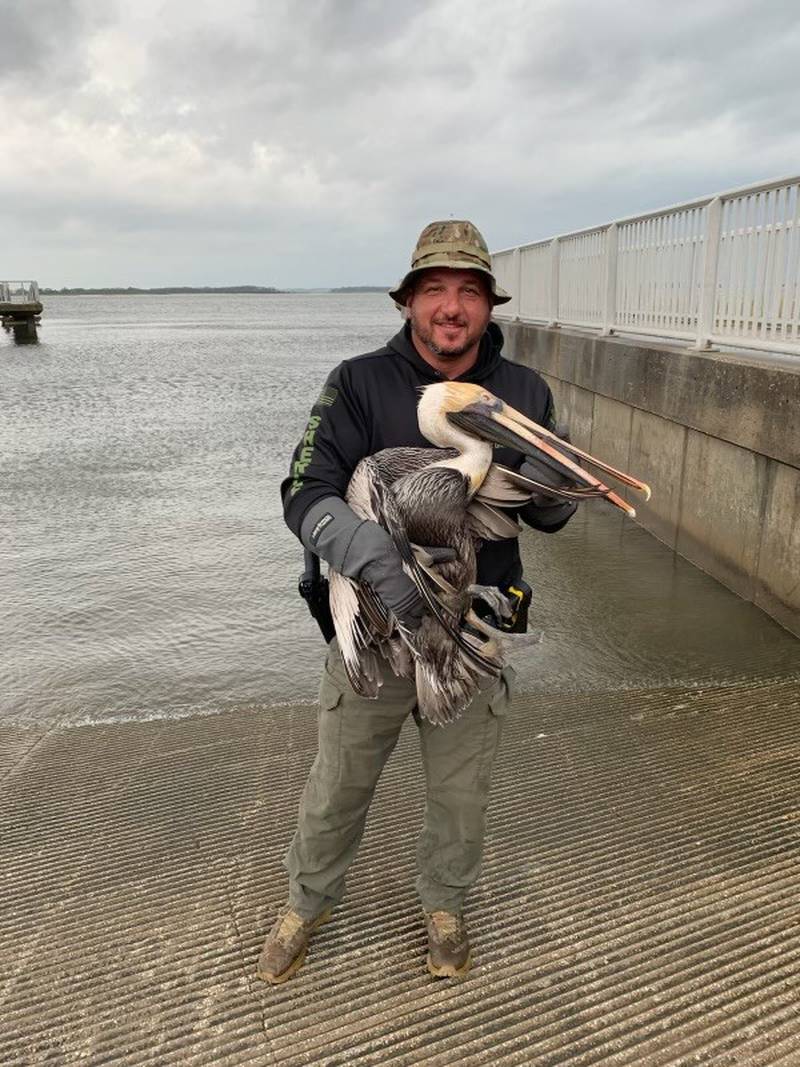 A Brown Pelican was rescued on Thursday in Fernandina Beach with some serious injuries.